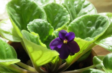 african-violet-house-plant
