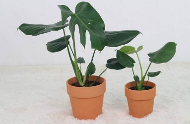 ceriman-air-plants
