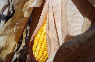 corn-stubble-Stalks