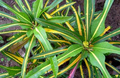 croton-tropical-plants
