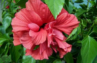 hibiscus-tropical-plants