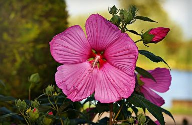 hibiscus-tropical-plants