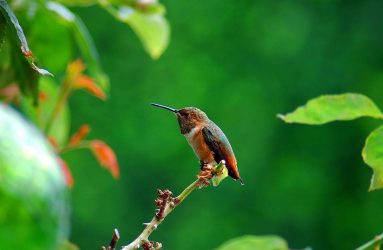 humming-birds