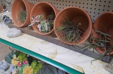 plants-pots
